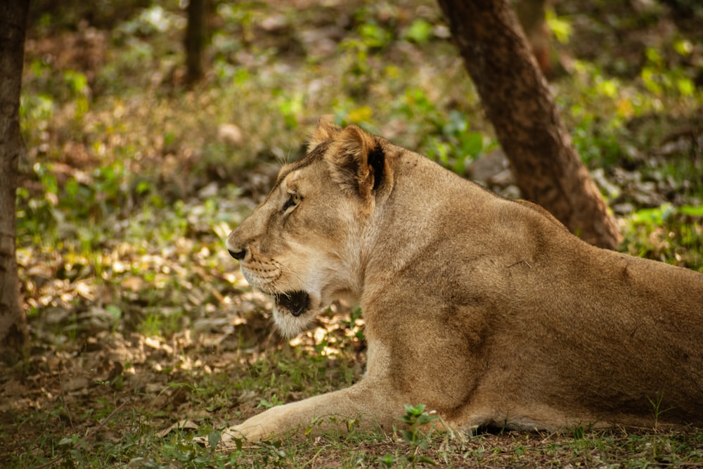 Lionne brune couchée sur le sol pendant la journée