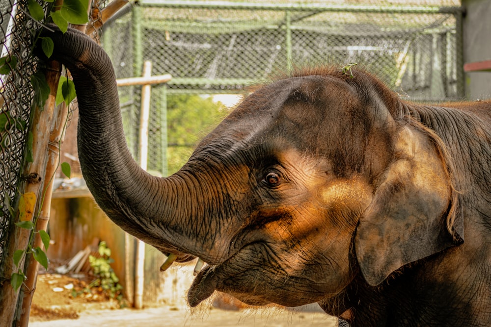 brown elephant in cage during daytime
