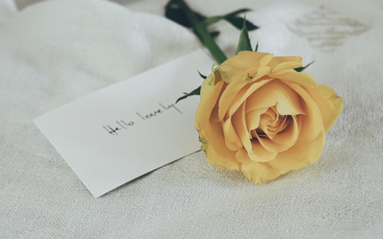 white rose on white printer paper