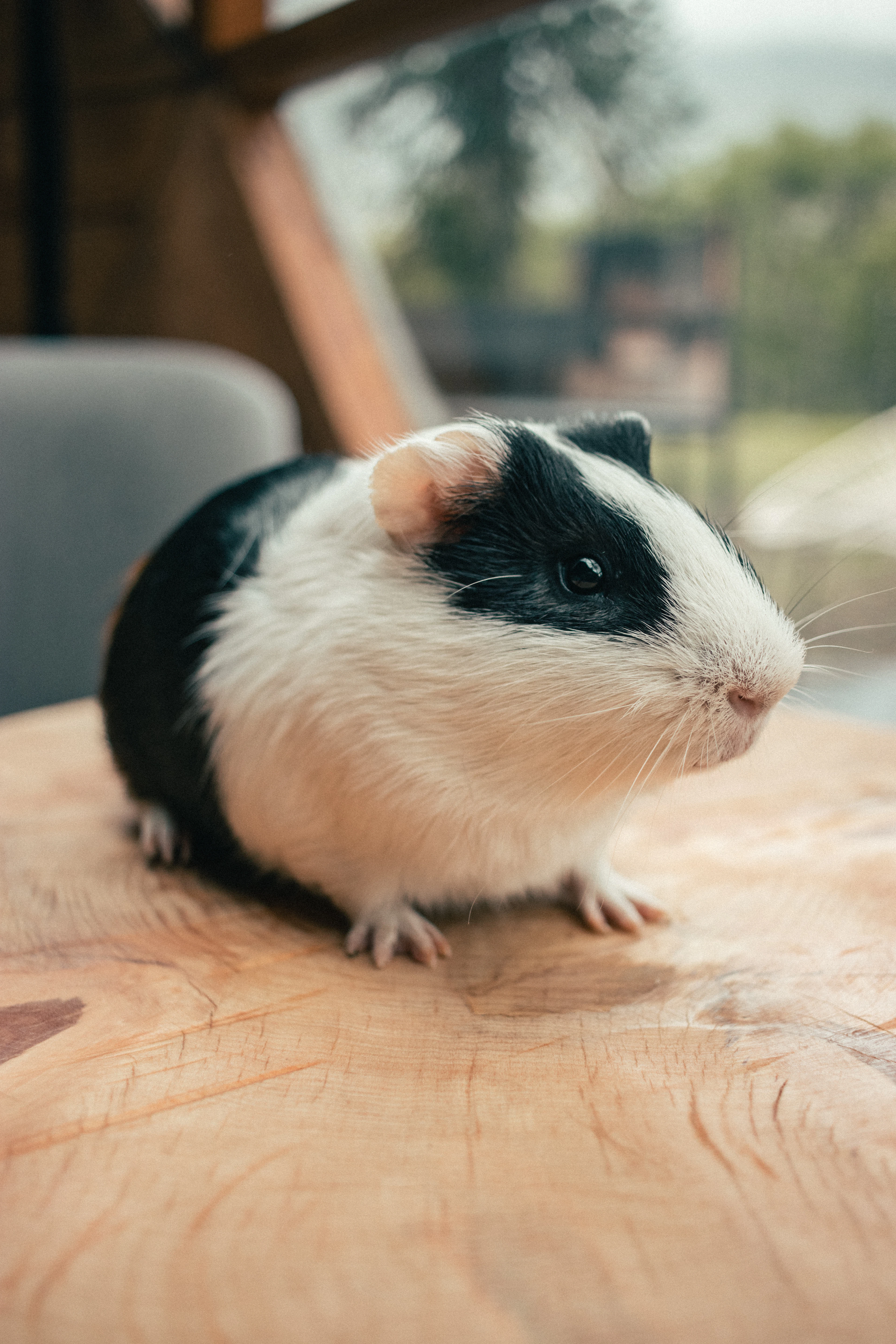 Black and white guinea pig on a wooden table