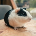 white and black guinea pig on brown wooden table