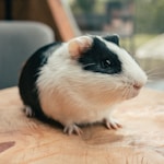 white and black guinea pig on brown wooden table