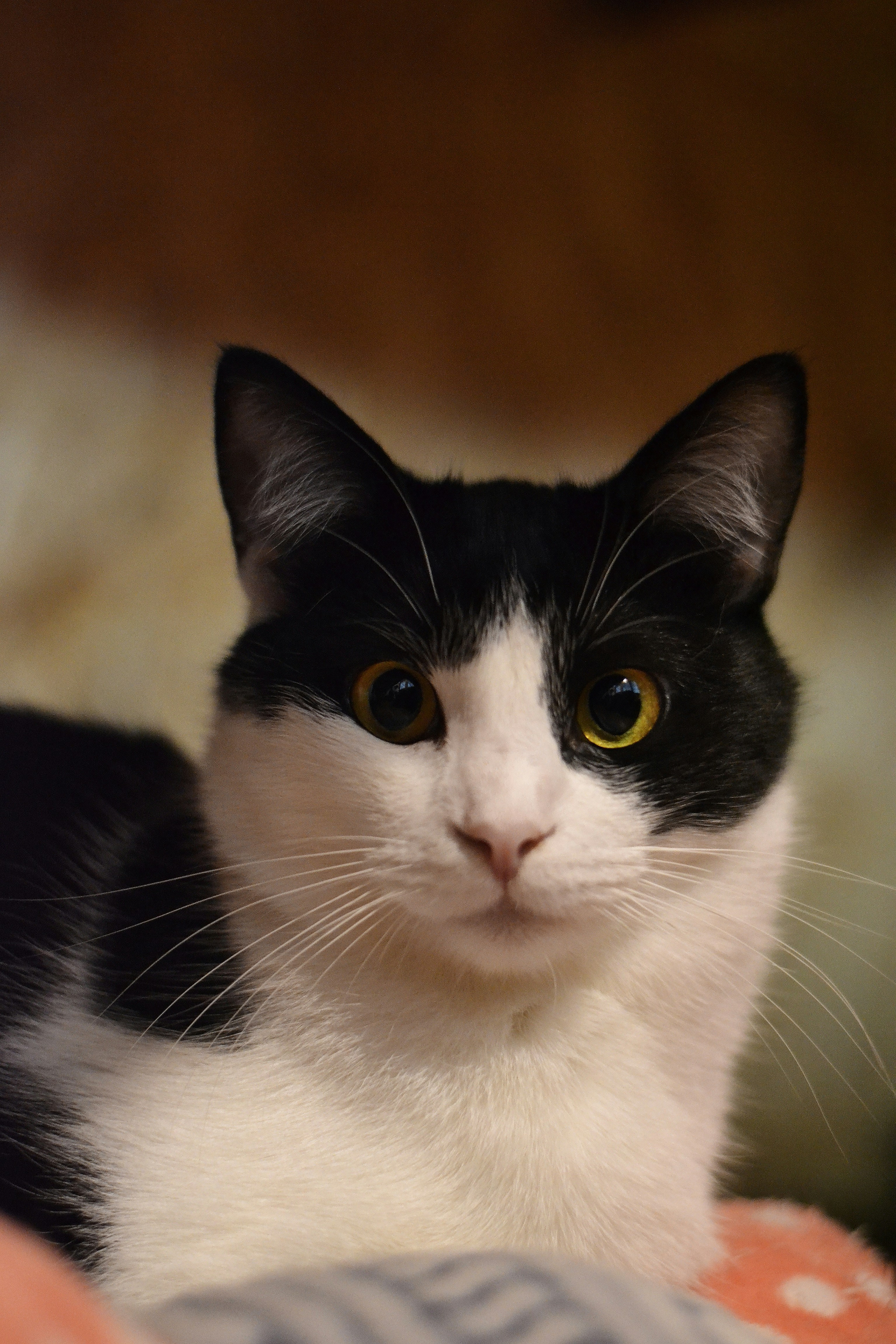 Photo by anastasiiad