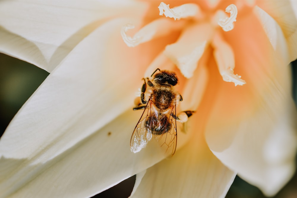 black and brown bee on white flower