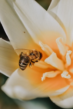 black and yellow bee on white flower