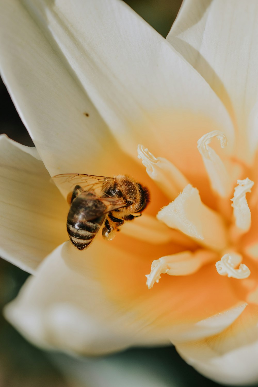 black and yellow bee on white flower