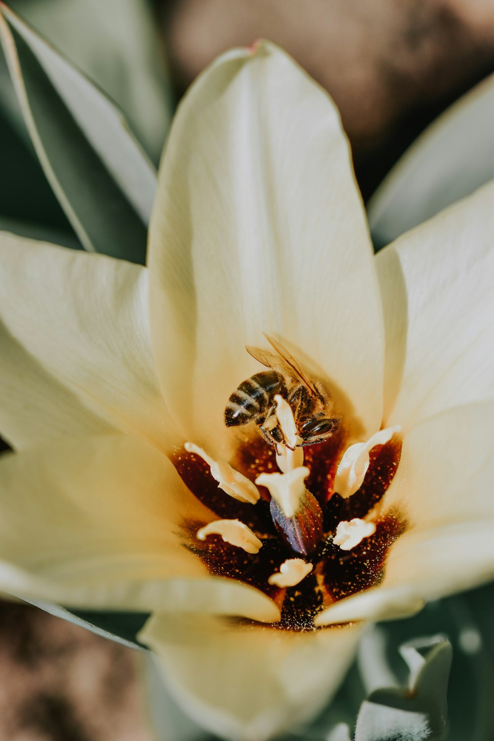 honeybee perched on white flower in close up photography during daytime