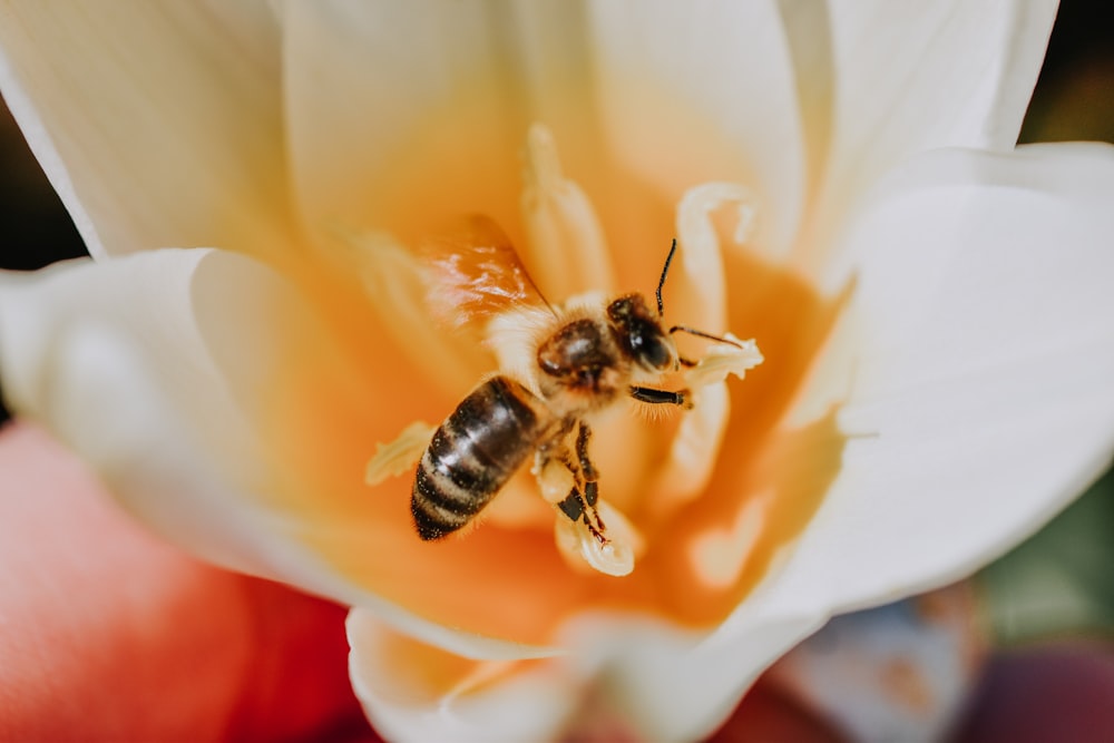 schwarze und gelbe Biene auf gelber Blume