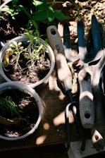 green plant on brown clay pot
