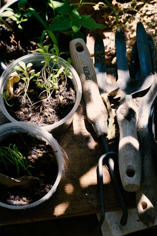 green plant on brown clay pot