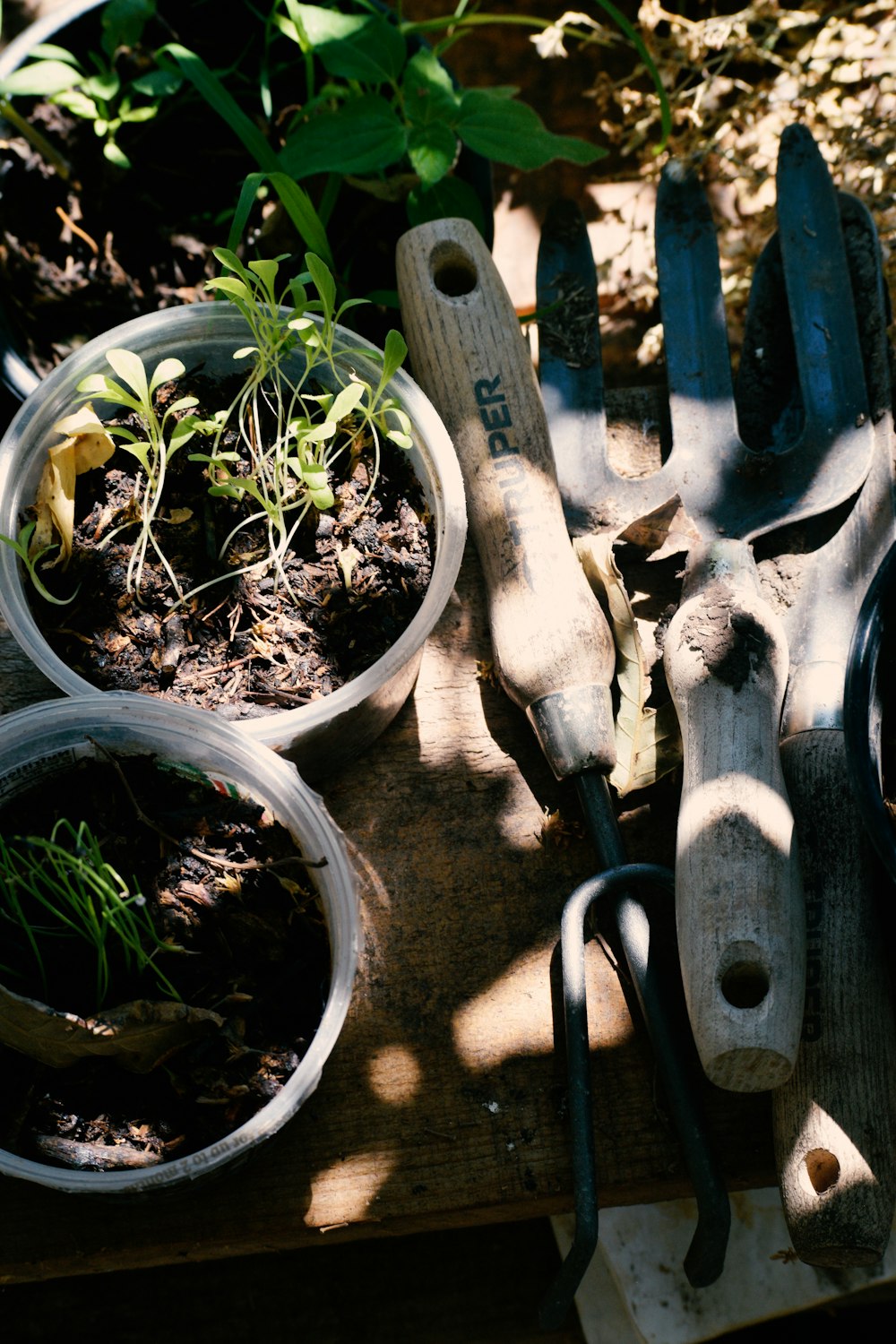 green plant on brown clay pot