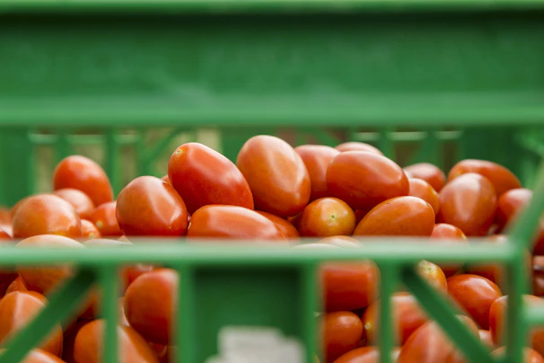 Fresh organic tomatoes glistening with morning dew in a rustic wooden crate.