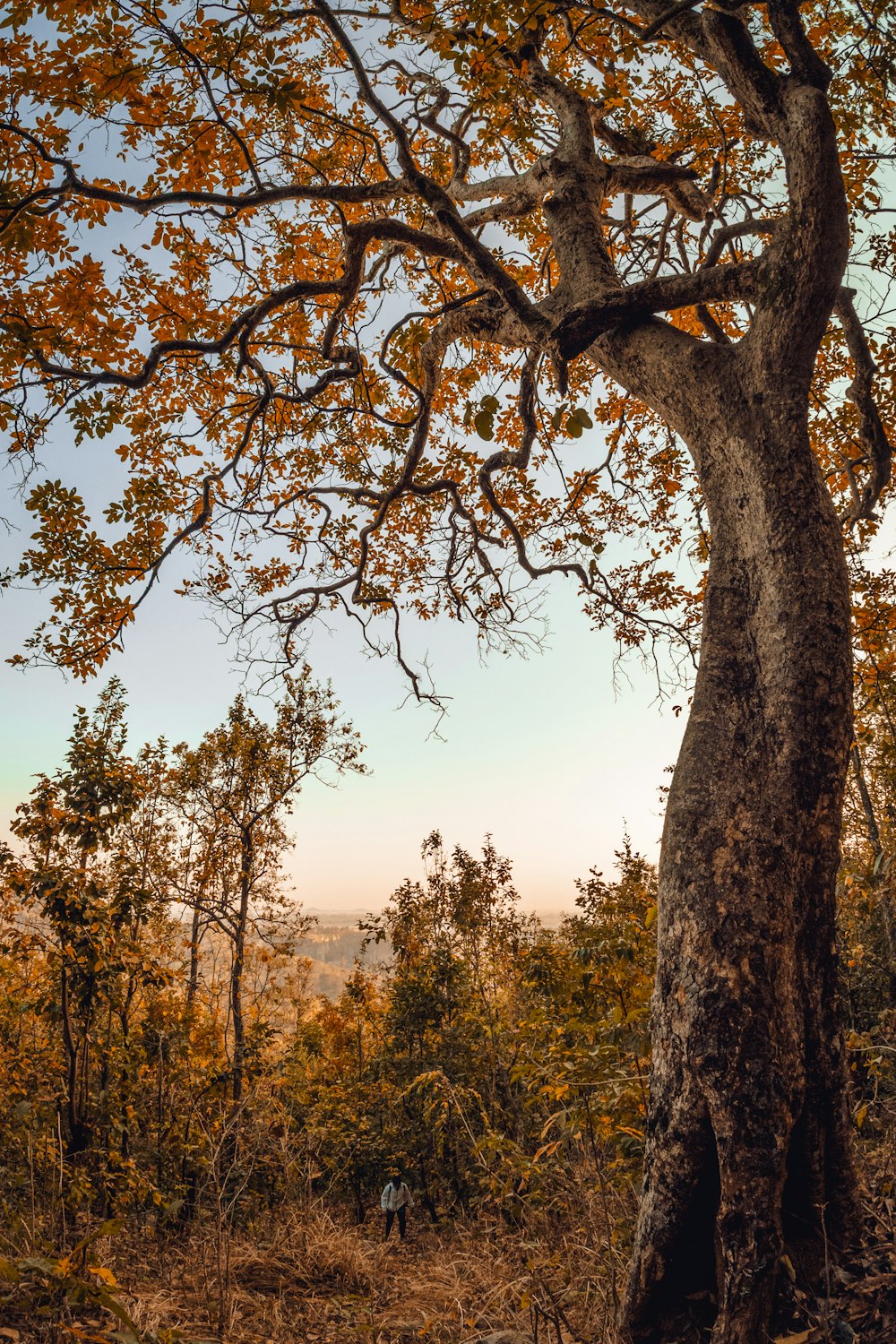 Árbol marrón en un campo de hierba verde durante el día