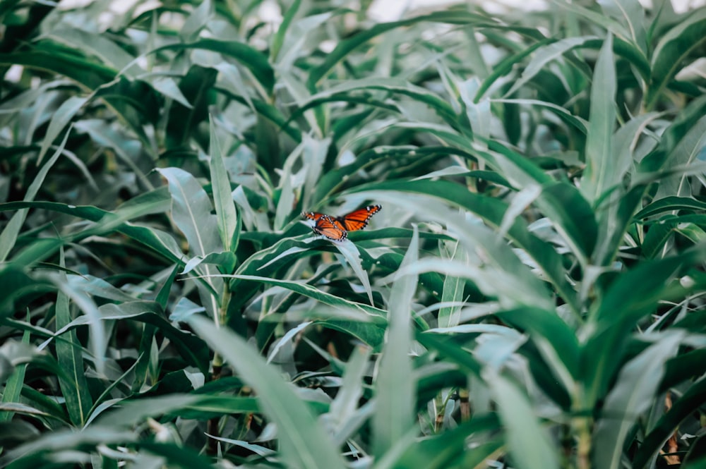 red and black butterfly on green grass during daytime