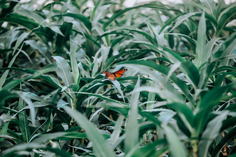 mariposa roja y negra en hierba verde durante el día