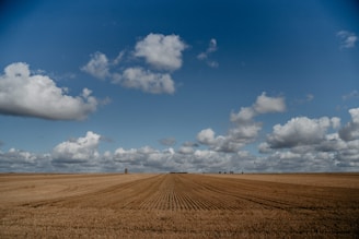 Sunlit field of golden alfalfa hay ready for harvest under a clear blue sky.