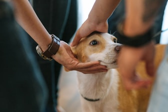 A dog owner gently guiding their dog with calm and firm gestures