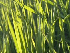 Rich green lawn with even grass blades glowing under soft midday light.