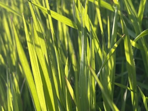 Rich green lawn with even grass blades glowing under soft midday light.