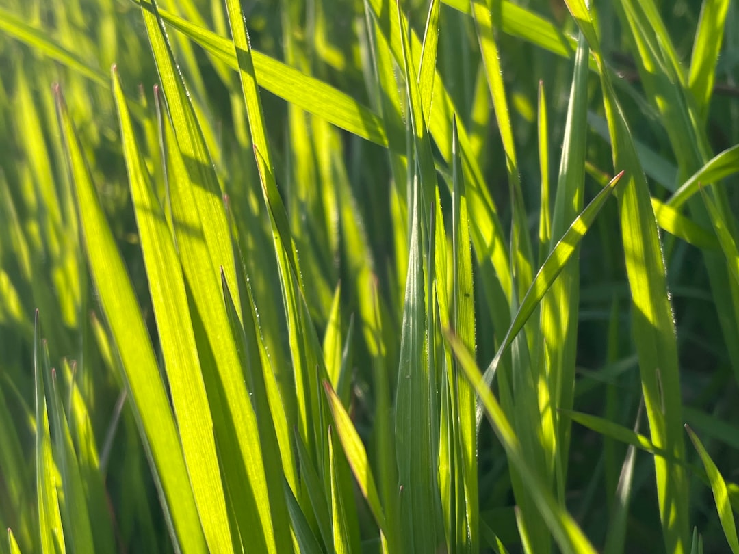 green grass in close up photography