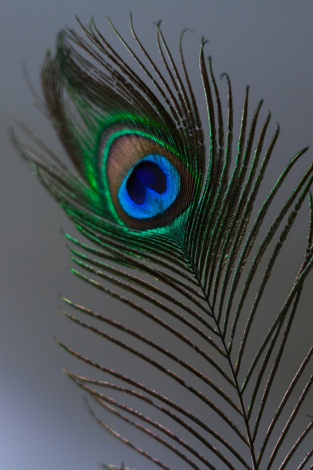 blue and green peacock feather