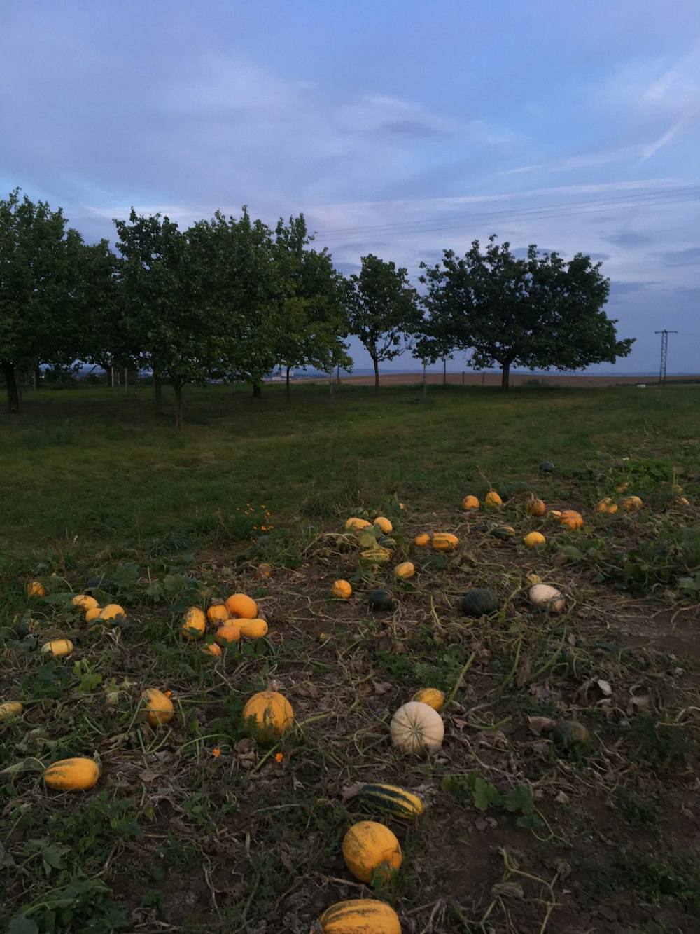 green grass field with trees and pumpkins under blue sky during daytime