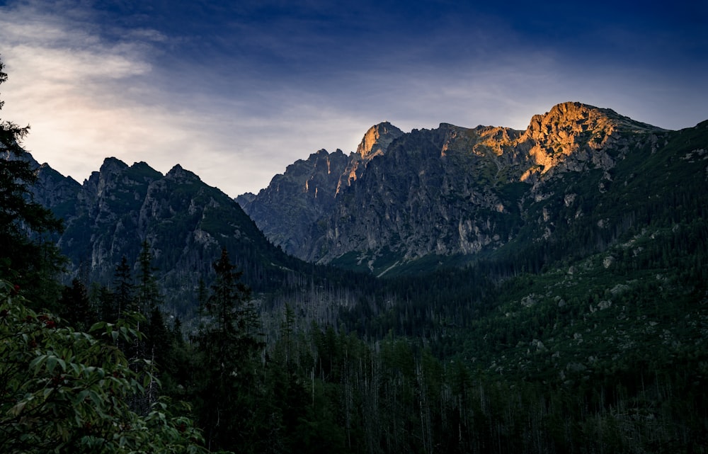 green pine trees near brown mountain under blue sky during daytime