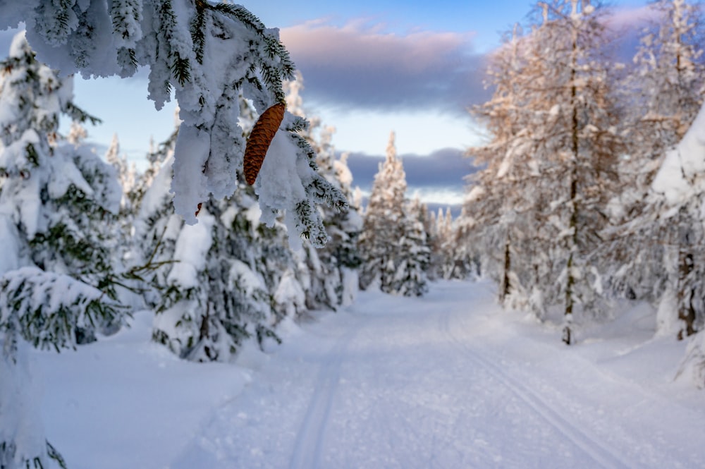 snow covered trees during daytime