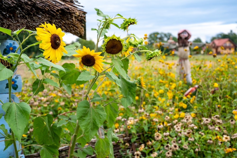 sunflower field under blue sky during daytime