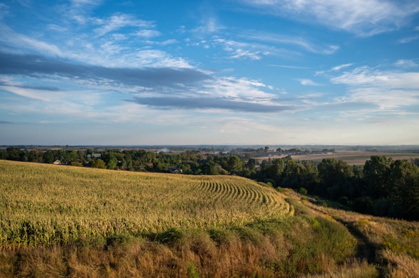A peaceful five-acre farmland in Genoa, Illinois with green crops under a bright sky.