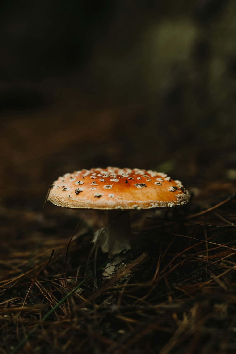 brown and white mushroom in close up photography