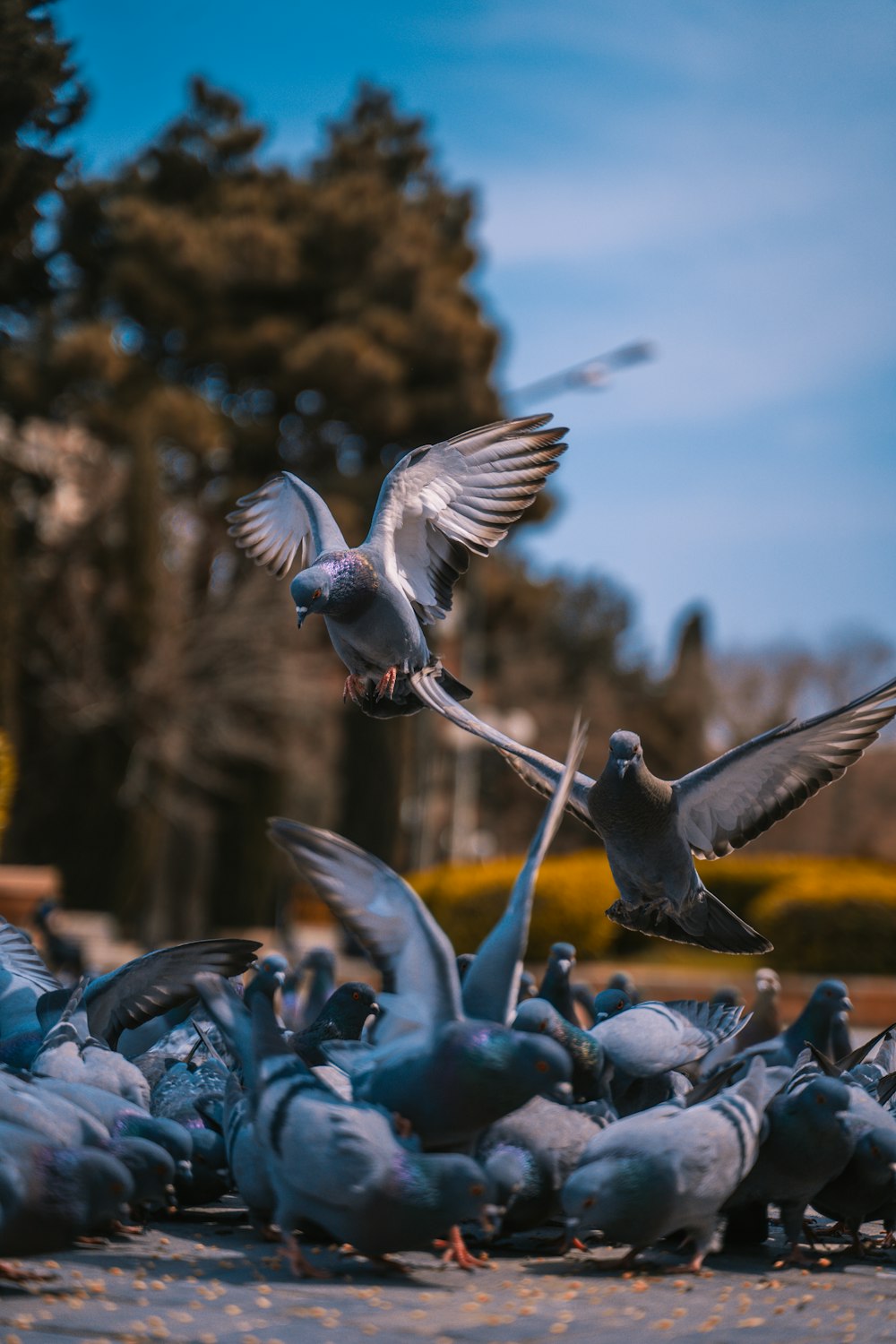 white and black birds flying during daytime