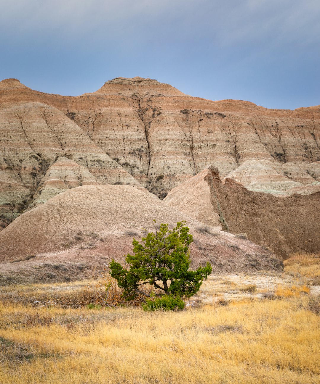 green tree on brown grass field