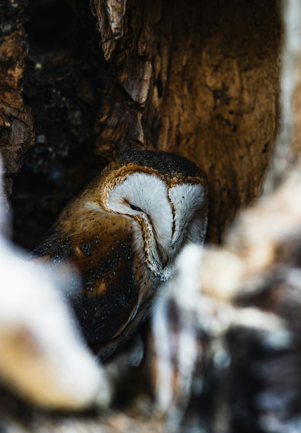 brown and white bird on brown tree trunk