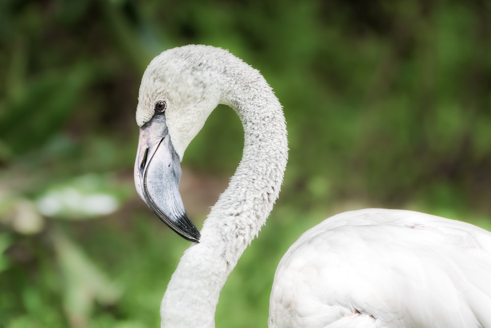 white swan on green grass during daytime