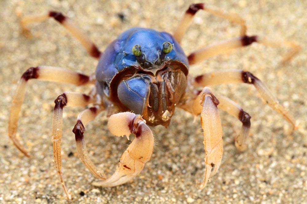 brown and blue spider on brown sand