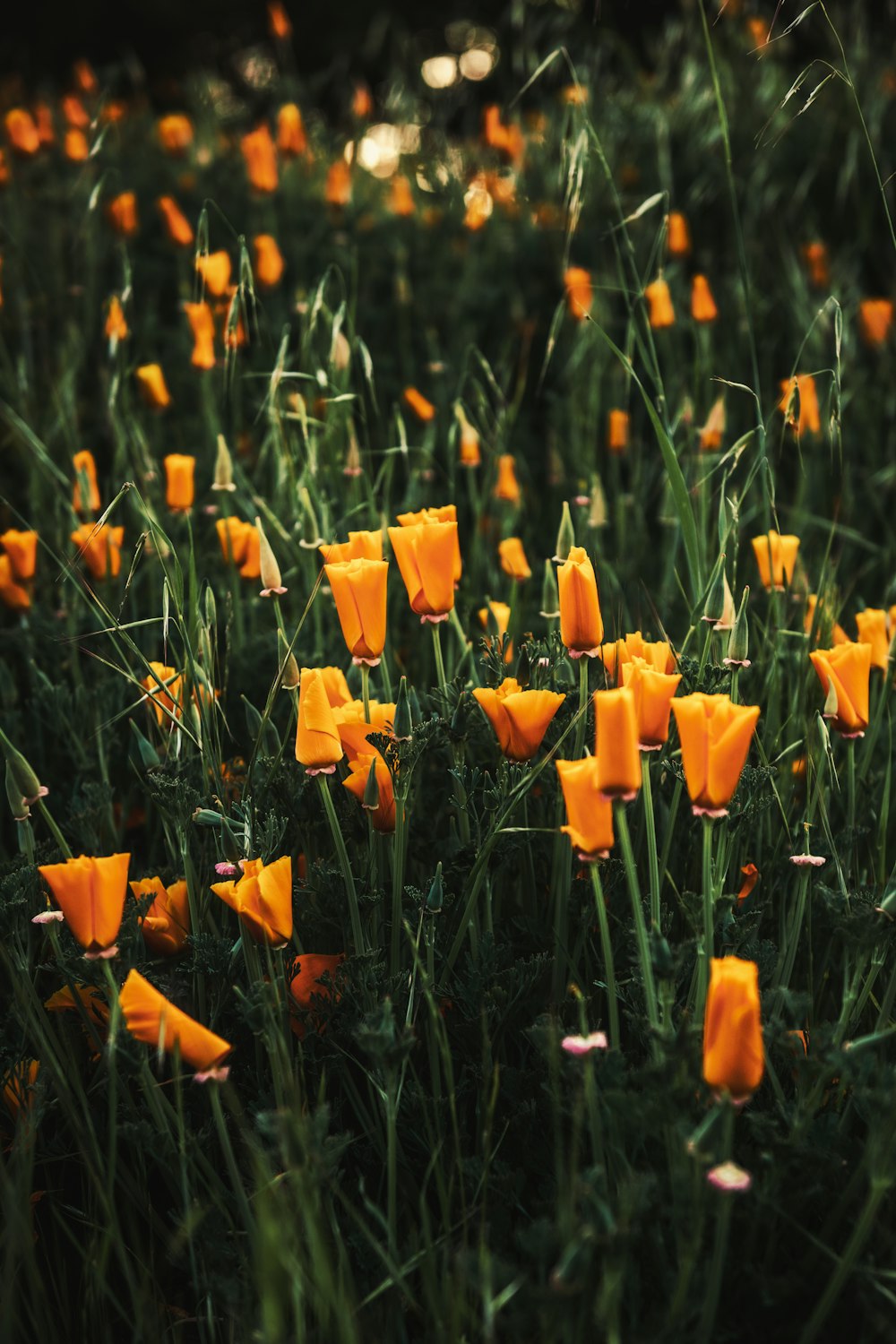 yellow flowers on green grass during daytime