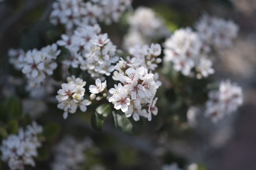 white flowers in tilt shift lens