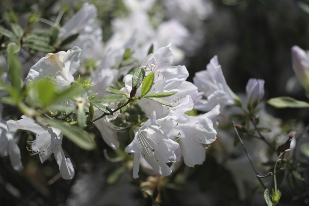 white and purple flower in tilt shift lens