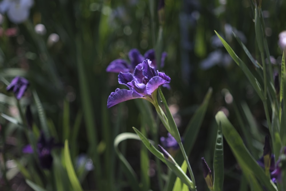 purple flower in tilt shift lens