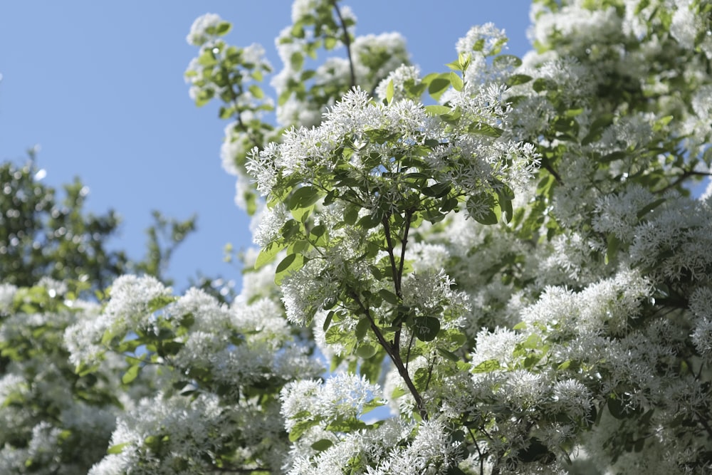 white flowers under blue sky during daytime