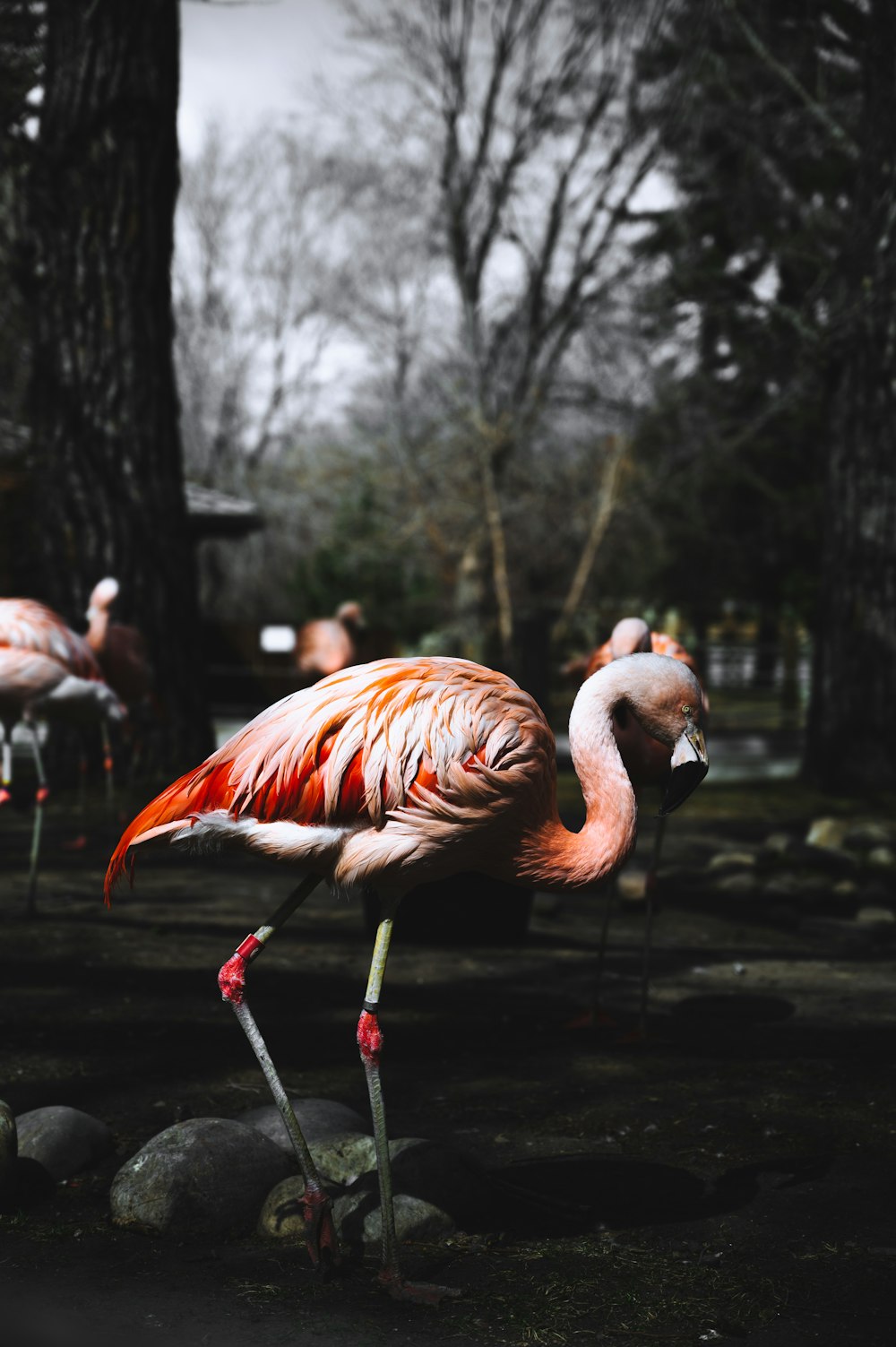 flock of flamingos on water