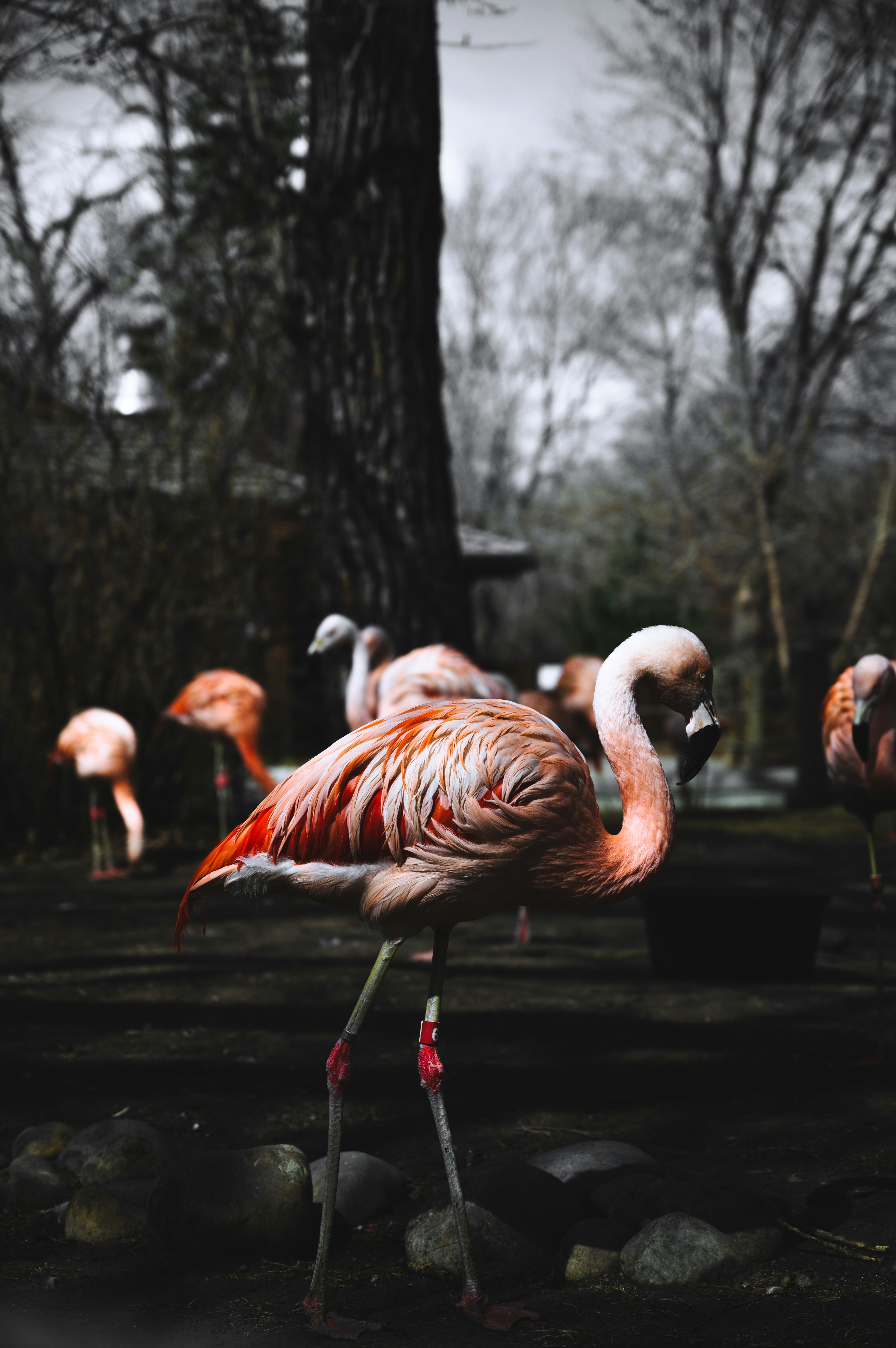 flock of flamingos on gray dirt road during daytime