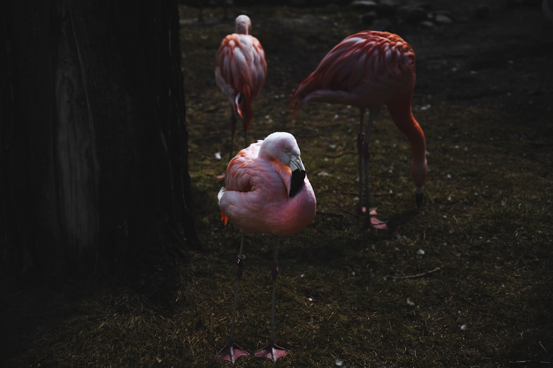 pink flamingos on brown soil