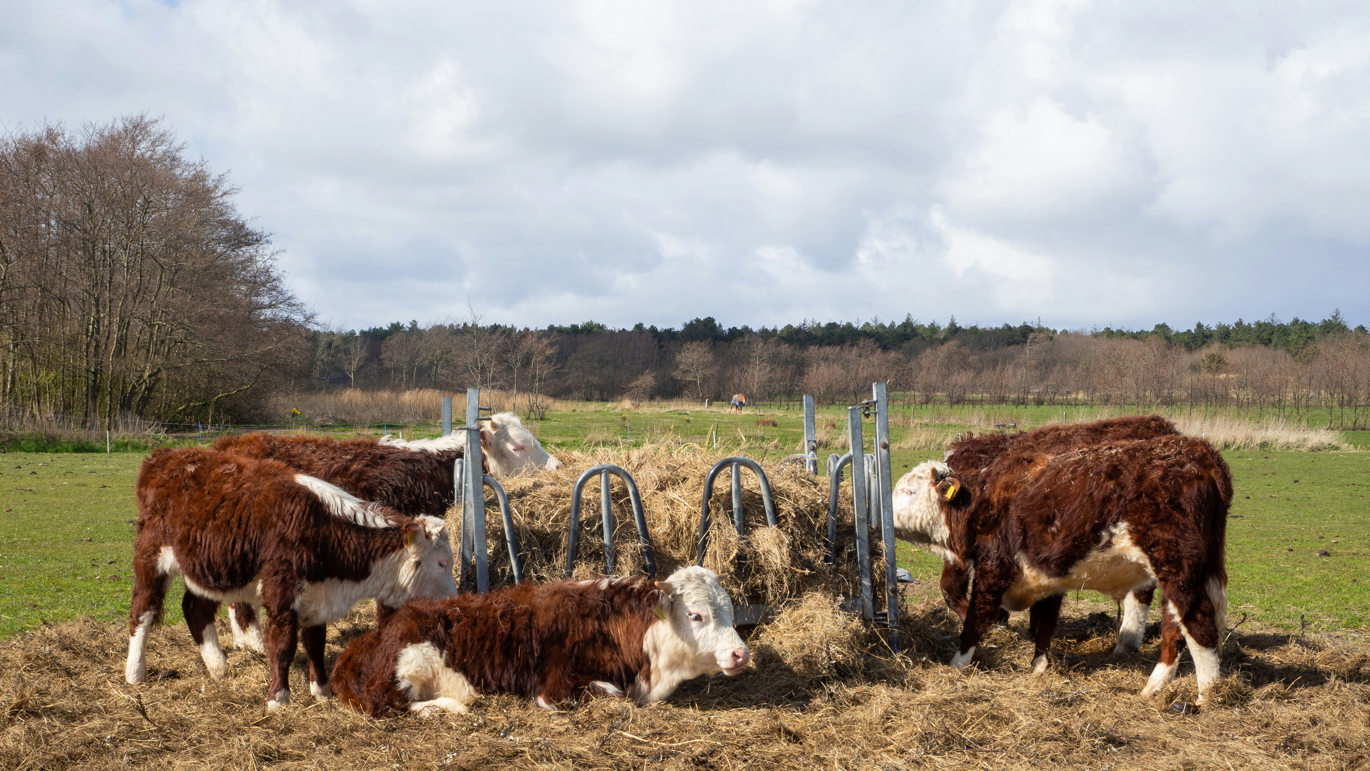 Photo by wimvanteinde