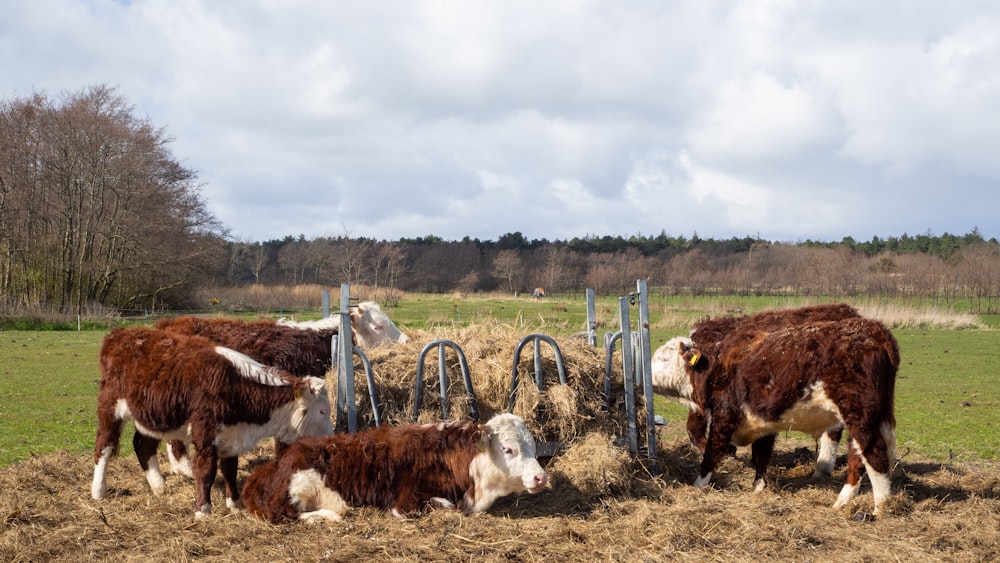 brown and white cow on brown grass field during daytime