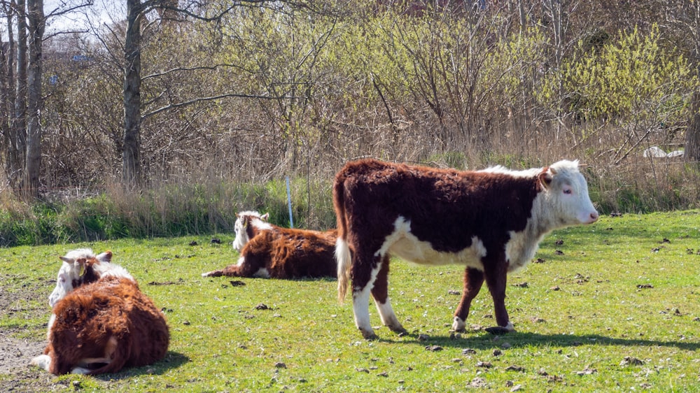 mucca marrone e bianca sul campo di erba verde