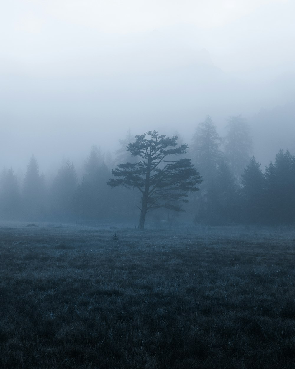 green tree on green grass field during foggy day