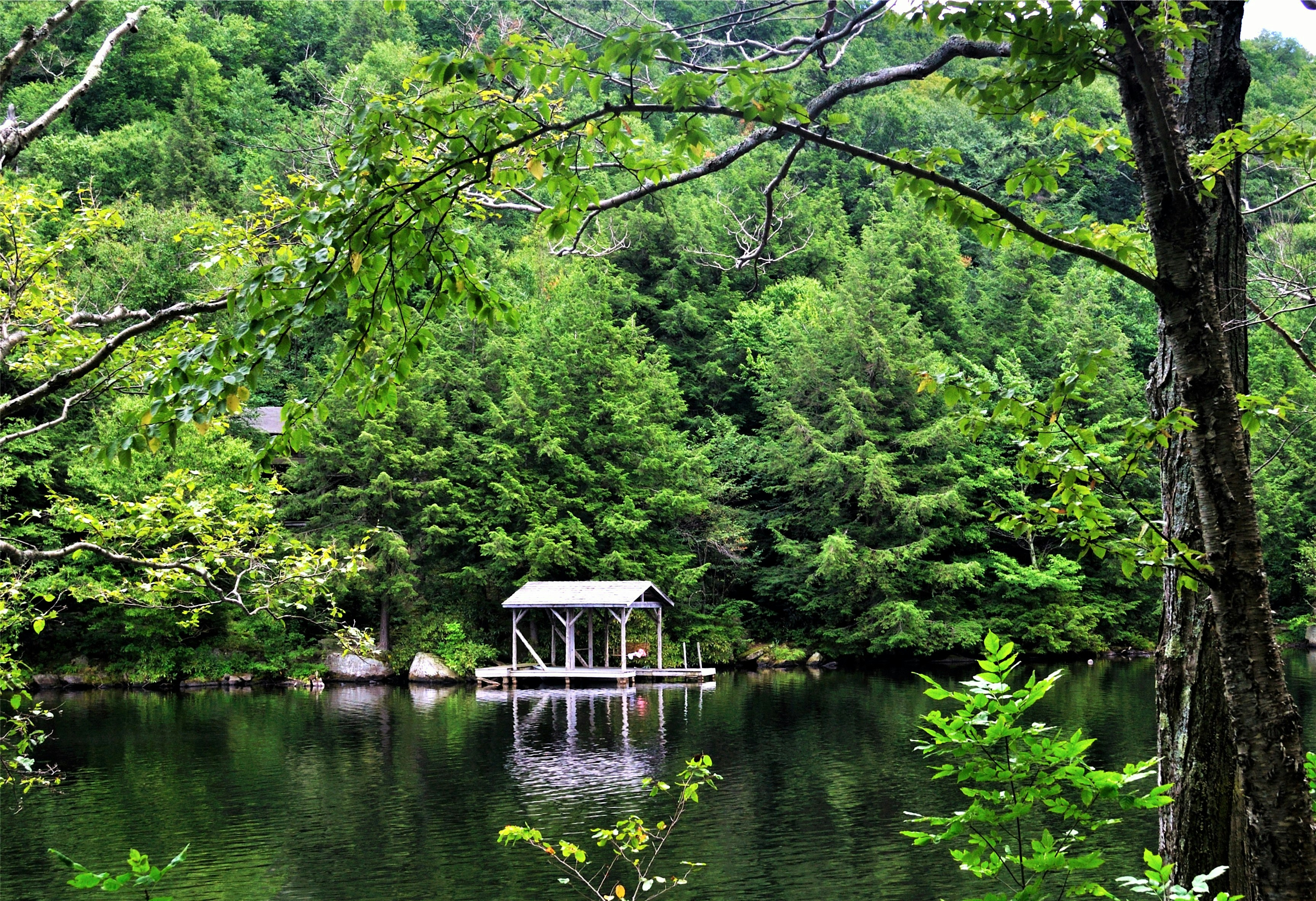 green trees beside body of water during daytime