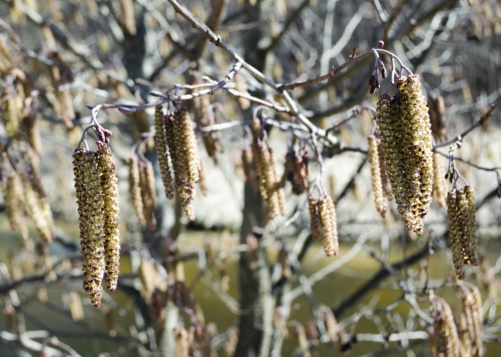 brown and white plant on brown tree branch